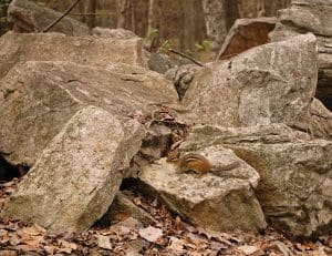 Chipmunk on rocks in a forest setting.