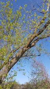 Tree with green leaves under blue sky.