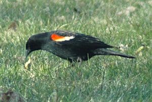 Blackbird with red wing patch on grass.