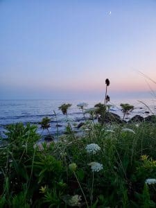 Coastal plants with ocean and sunset sky.